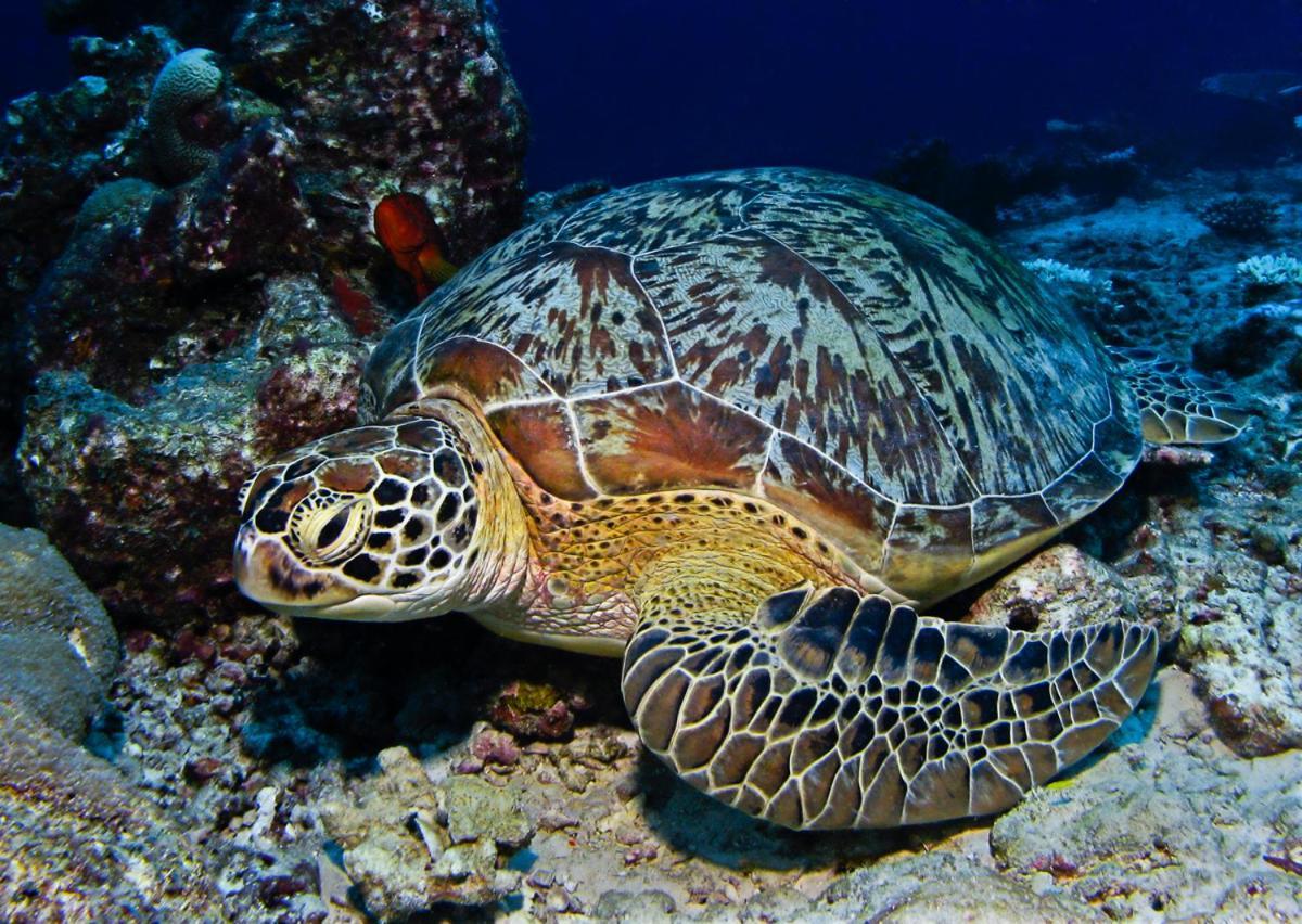 Manta Reserve Maalhos  Zewnętrze zdjęcie
