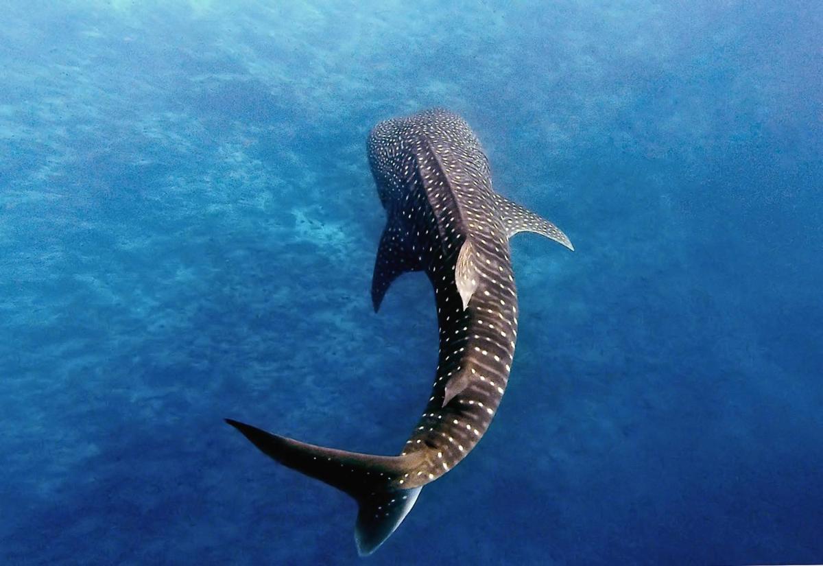 Manta Reserve Maalhos  Zewnętrze zdjęcie